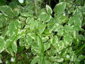 photo Garden Plants Bishop's Weed, Goutweed, Ground Elder leafy ornamentals, Aegopodium podagraria multicolor