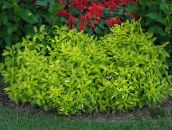 foto Gartenpflanzen Alternanthera dekorative-laub hell-grün