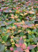 fénykép Kerti Növények Alternanthera leveles dísznövények sokszínű