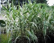 photo Garden Plants Giant Reed cereals, Arundo Donax green