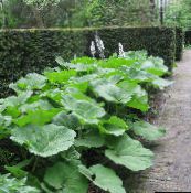 foto Gartenpflanzen Pestwurz dekorative-laub, Petasites grün