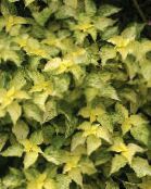 photo Garden Plants False Nettle, Japanese Boehmeria leafy ornamentals yellow