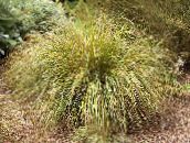 foto Gartenpflanzen Fasanenschwanz Gras, Federgras, Neuseeland Wind Gras getreide, Anemanthele lessoniana, Stipa arundinacea gelb