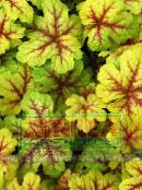 photo Garden Plants Heucherella, Foamy Bells leafy ornamentals multicolor