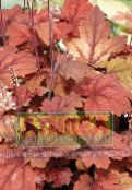 foto Gartenpflanzen Heucherella, Schaumigen Glocken dekorative-laub rot