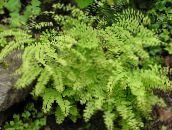 light green Northern Maidenhair Fern, Five-finger fern, Five-fingered Maidenhair, American Maidenhair 