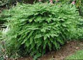 green Northern Maidenhair Fern, Five-finger fern, Five-fingered Maidenhair, American Maidenhair 