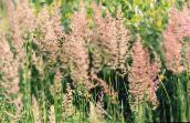 photo Garden Plants Feather reed grass, Striped feather reed cereals, Calamagrostis green