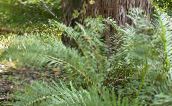 foto Gartenpflanzen Virginia Kette Fern farne, Woodwardia virginica grün