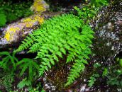 foto Gartenpflanzen Woodsia farne grün
