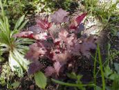 photo Garden Plants Heuchera, Coral flower, Coral Bells, Alumroot leafy ornamentals burgundy,claret