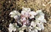 ezüstös Heuchera, Korall Virág, Korall Harangok, Alumroot Leveles Dísznövények