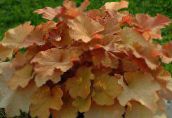 brown Heuchera, Coral flower, Coral Bells, Alumroot Leafy Ornamentals