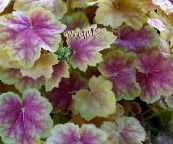 photo Garden Plants Heuchera, Coral flower, Coral Bells, Alumroot leafy ornamentals multicolor