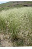 photo Garden Plants Porcupine Grass cereals, Hesperostipa silvery