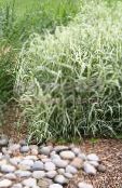 photo Garden Plants Ribbon Grass, Reed Canary Grass, Gardener's Garters cereals, Phalaroides multicolor