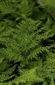 photo Garden Plants Diplazium sibiricum ferns green