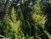 foto Gartenpflanzen Nordwildreis getreide, Zizania aquatica hell-grün