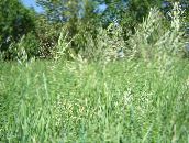 light green Scented holy grass, Sweetgrass, Seneca Grass, Vanilla Grass, Buffalo Grass, Zebrovka Cereals