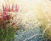 photo Garden Plants Cogon Grass, Satintail, Japanese Blood Grass cereals, Imperata cylindrica red