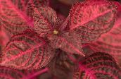 photo Garden Plants Bloodleaf, Chicken Gizzard leafy ornamentals, Iresine red