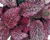 foto Gartenpflanzen Bloodleaf, Huhn Muskelmagen dekorative-laub, Iresine mannigfaltig