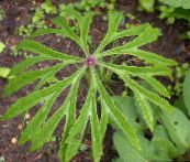 photo  Shredded Umbrella Plant leafy ornamentals, Syneilesis aconitifolia, Cacalia aconitifolia green