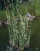 photo  The true Bulrush aquatic plants, Scirpus lacustris multicolor