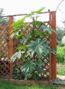foto Gartenpflanzen Rizinus, Rizinusöl-Anlage, Maulwurf Bohne, Higuera Infernal dekorative-laub, Ricinus grün