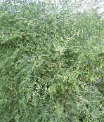 foto Gartenpflanzen Spargel dekorative-laub, Asparagus grün