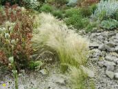 photo Garden Plants Feather Grass, Needle grass, Spear grass cereals, Stipa pennata silvery