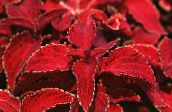 photo Garden Plants Coleus, Flame Nettle, Painted Nettle leafy ornamentals red
