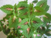 foto Trädgårdsväxter Coleus, Flamma Nässlor, Målade Nässlor dekorativbladiga grön