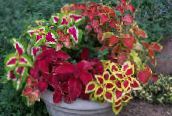 photo Garden Plants Coleus, Flame Nettle, Painted Nettle leafy ornamentals multicolor