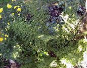 foto Gartenpflanzen Lady Farn, Japanische Bemalten Farn, Athyrium grün