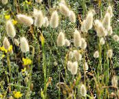 photo Garden Plants Hare's Tail Grass, Bunny Tails cereals, Lagurus light green