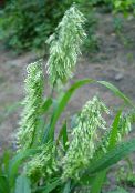 photo Garden Plants Goldentop cereals, Lamarckia green