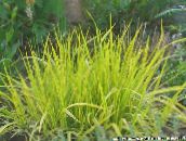 foto Gartenpflanzen Fuchsschwanz-Gras getreide, Alopecurus gelb
