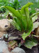 photo Garden Plants Hart's Tongue Fern, Phyllitis scolopendrium green