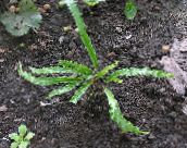 foto Dārza Augi Hart Mēle Papardes, Phyllitis scolopendrium zaļš
