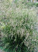 light green Tufted Hairgrass, Golden Hairgrass, Hair Grass, Hassock Grass, Tussock Grass Cereals