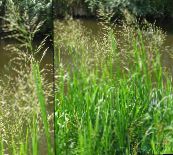 foto  Gestreiften Manna Gras, Schilf Manna Gras wasser, Glyceria grün