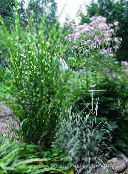 photo Garden Plants Eulalia, Maiden Grass, Zebra Grass, Chinese Silvergrass cereals, Miscanthus sinensis multicolor