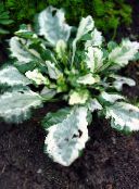 foto Gartenpflanzen Signalhorn, Bugleweed, Teppichsignalhorn dekorative-laub, Ajuga mannigfaltig