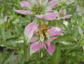 photo Garden Plants Bergamot, Horsemint, Spotted Beebalm, Bee Balm leafy ornamentals, Monarda punctata multicolor