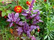 foto Gartenpflanzen Basilikum dekorative-laub, Ocimum basilicum lila