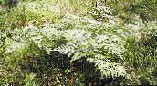 foto Gartenpflanzen West Adlerfarn, Bremse, Adlerfarn, Nord Adlerfarn, Brackenfern, Pteridium aquilinum grün