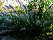 Chinese fountain grass, Pennisetum 
