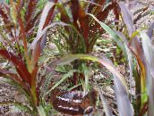 フォト 園芸植物 中国の噴水草、pennisetum コーンフレーク バーガンディ、クラレット