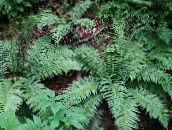 photo Garden Plants Plagiogyria ferns green